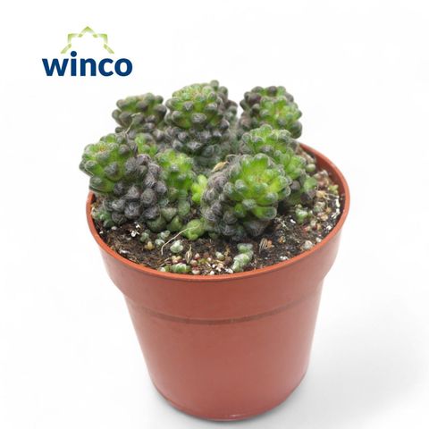 Anacampseros arachnoides 'Black'