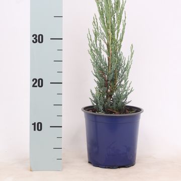 Juniperus scopulorum 'Blue Arrow'