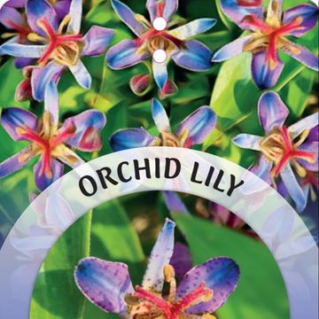 Tricyrtis hirta 'Taiwan Adbane'