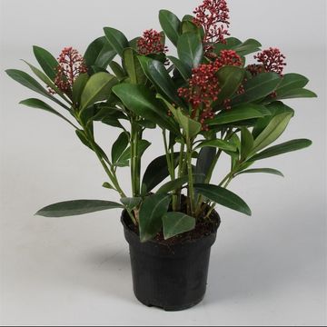 Skimmia japonica 'Rubella'