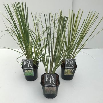 Cortaderia selloana PAMPAS MIX