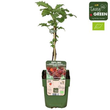 Rubus phoenicolasius