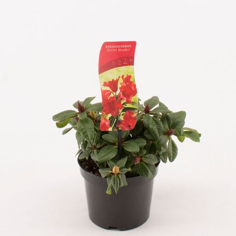 Rhododendron 'Scarlet Wonder' (F)