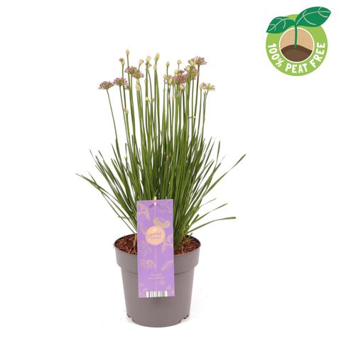 Allium 'Millenium'