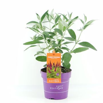 Buddleja davidii TRIPPY PINK