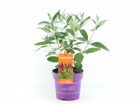 Buddleja davidii TRIPPY PINK