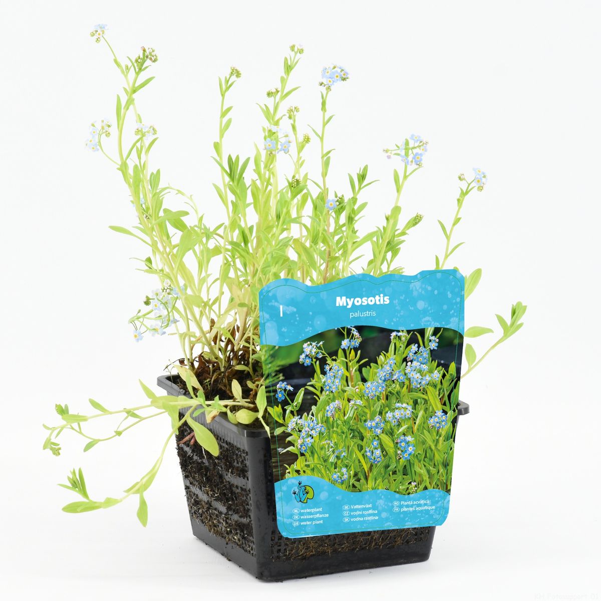 Myosotis Palustris — Plant Wholesale FlorAccess