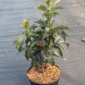 Sambucus nigra BLACK TOWER