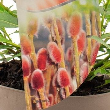 Ива gracilistyla 'Mt. Aso'