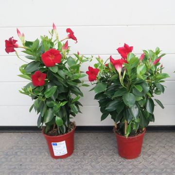 Sundaville Red () Sundaville Red