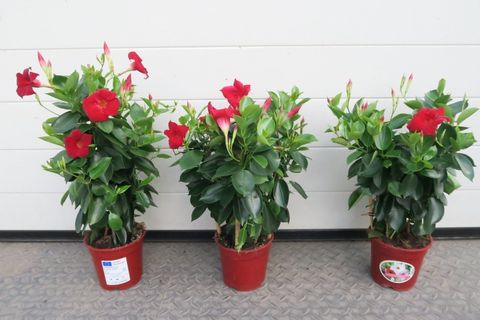 Mandevilla SUNDAVILLE RED