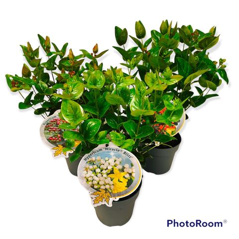 Hypericum MIRACLE MIX