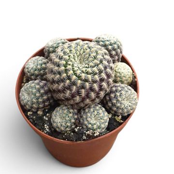 Sulcorebutia langeri