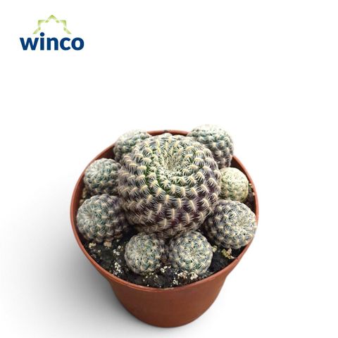 Sulcorebutia langeri