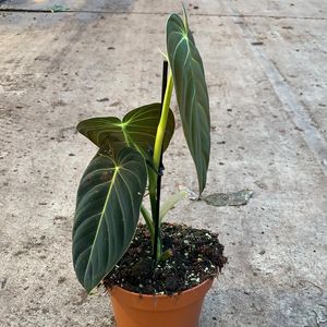 Philodendron melanochrysum (JM plants)