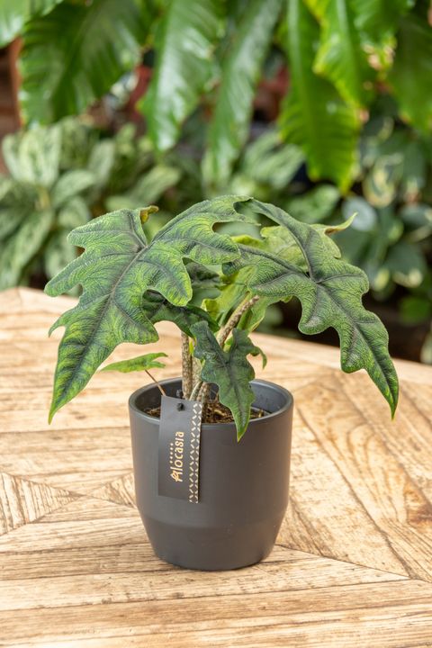 Alocasia 'Jacklyn'