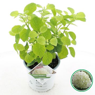 Hydrangea arborescens STRONG ANNABELLE / INCREDIBALL