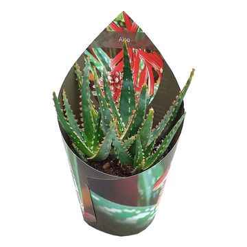 aloe vera tropfen Aloe Vera Gel - 98% BIO Aloe Vera - 100% natrlich