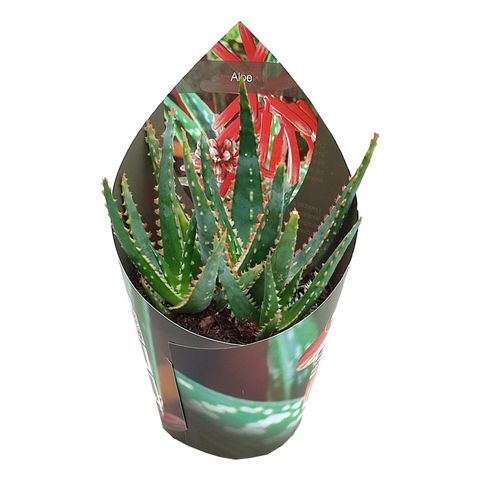 Aloe zebrina 'Dannyz'