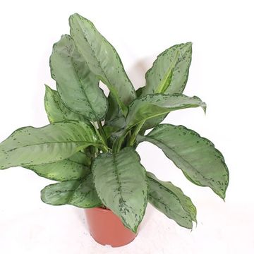 Aglaonema 'B.J. Freedman'