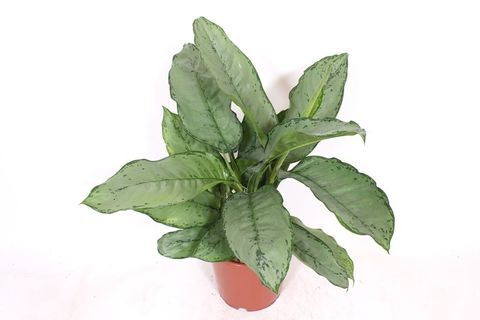 Aglaonema 'B.J. Freedman'