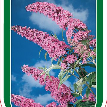 Buddleja davidii 'Pink Delight'