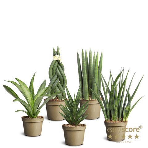 Sansevieria MIX