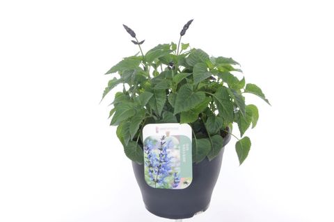 Salvia SALGOON LAKE BLUEBERRY