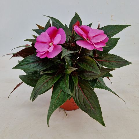 Impatiens COLORPOWER LAVENDER FLAME