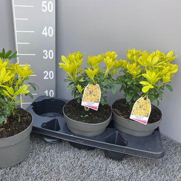 Choisya ternata SUNDANCE