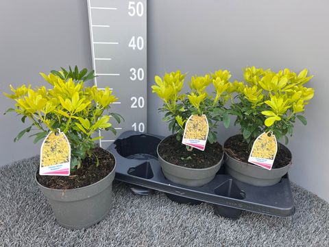 Choisya ternata SUNDANCE