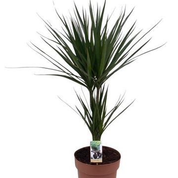 Dracaena marginata