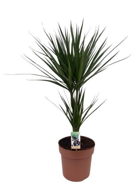 Dracaena marginata
