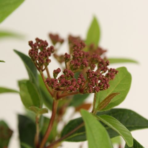 Viburnum tinus 'Ladybird'