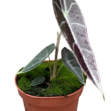Alocasia longiloba PURPLE