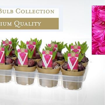 Hyacinthus orientalis 'Jan Bos'