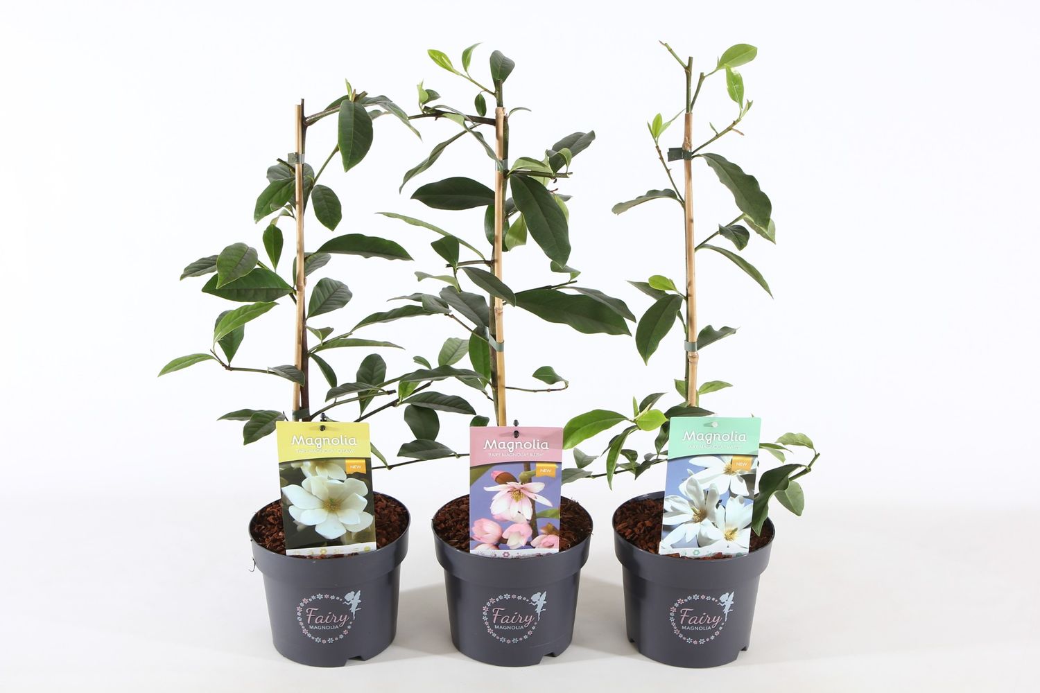 Magnolia FAIRY MIX — Mayorista de plantas FlorAccess