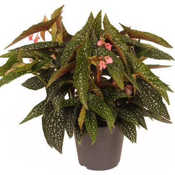 Begonia maculata MIX