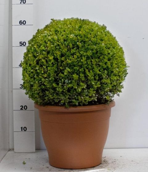 Buxus microphylla 'Faulkner'