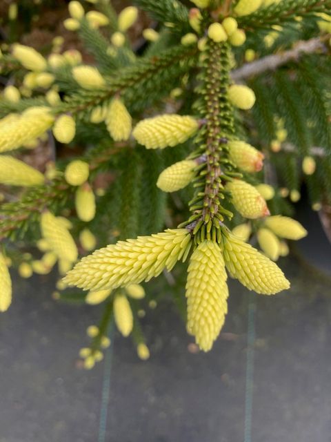 Picea orientalis 'Aureospicata'