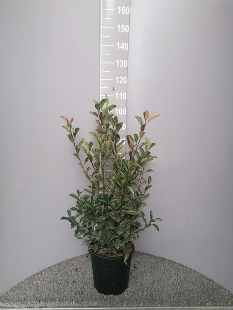 Photinia x fraseri PINK MARBLE