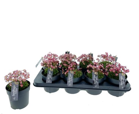 Saxifraga PIXIE PAN RED