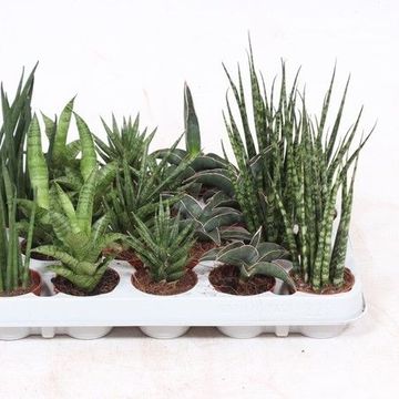 Sansevieria MIX
