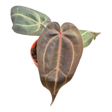 Anthurium DocBlock Anthurium Dark & Handsome® '9' X Minerva® '20'