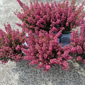 Erica gracilis Beauty Queens