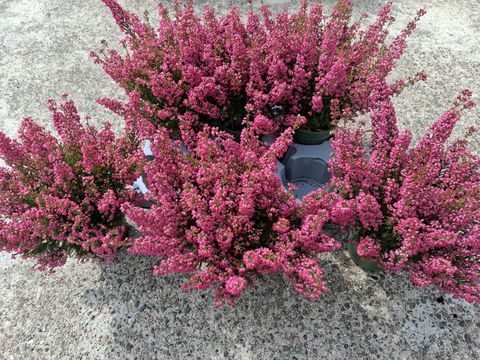 Erica gracilis Beauty Queens