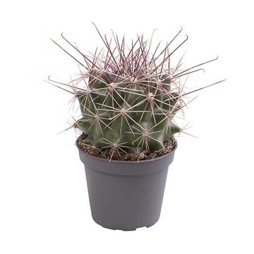 Ferocactus stainesii