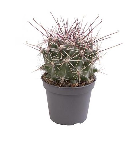 Ferocactus stainesii