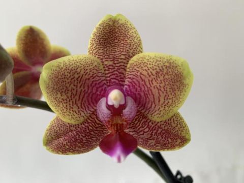 Phalaenopsis Sogo Lawrence