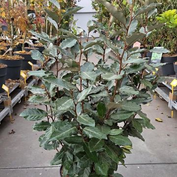 Elaeagnus x ebbingei 'Compacta'